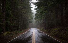 Road after a rain
