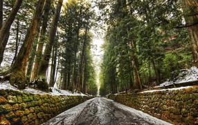 Дорога в лесу