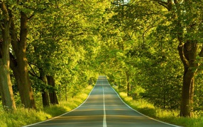 Дорога в солнечном лесу