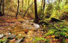 Ручей в лесной чаще