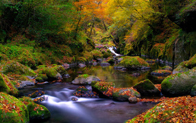 Ручей в лесу