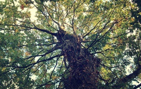 Крепкое дерево