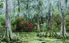 Затонувший лес