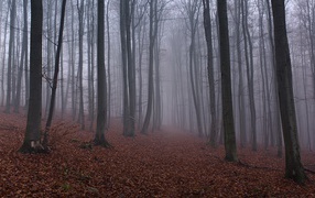 Опавшие листья