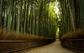 Дорожка через бамбуковый лес