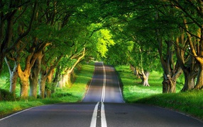 Дорога через лес