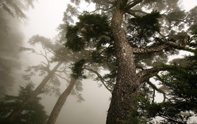 Деревья в тумане