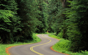 Winding forest roads