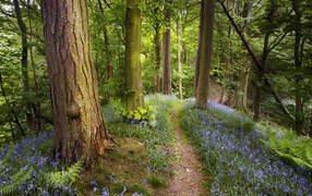 Лес как в сказке