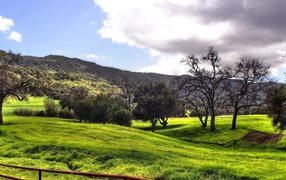 Лесные просторы