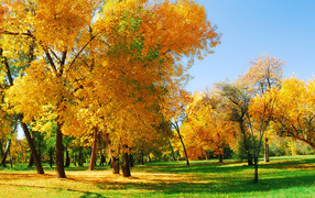 Пожелтевшие деревья