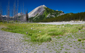 Сухостой у подножия