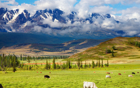 Пастбище у подножия