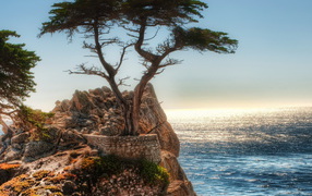 Дерево на краю скалы