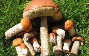 Съедобные грибы