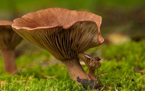 Fungus among moss