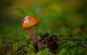 Mushroom and bump