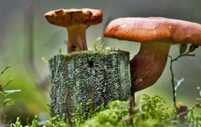 Грибочки на пне