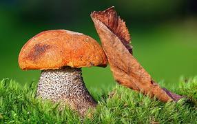 Подосиновик