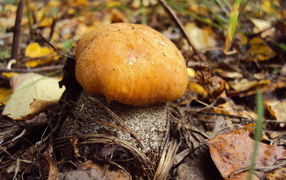 Подосиновик