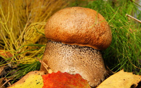 Plump mushroom