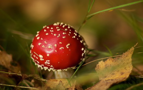 Маленький мухомор