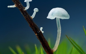 Transparent mushrooms
