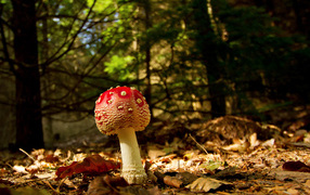 Молодой мухомор