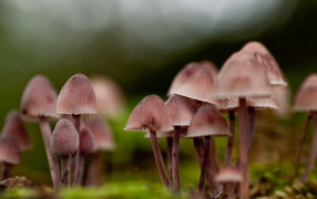 грибница Поганок