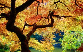 Осеннее дерево