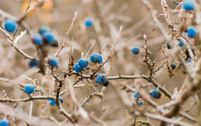 Кусты черники