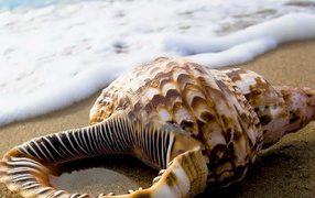 Ракушка на песке