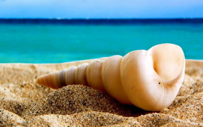 Ракушка на песке
