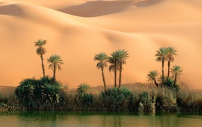 Пустынный оазис