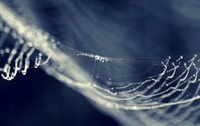 Капли на паутине