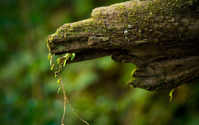 Дряблое бревно