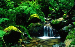 Лесной ручей