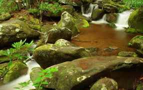 Ручей в лесу