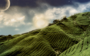 Зеленые холмы