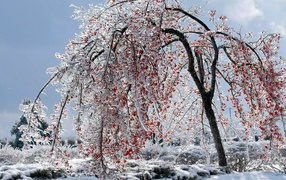 Калина красная