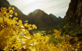 В фокусе желтые листья