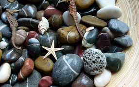 Marine rocks. shells. stars