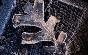 Утренний иней, макро