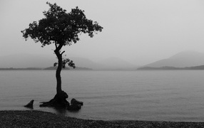 Одно дерево