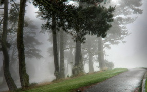 Парк в тумане