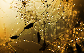 Бусинки дождя