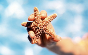 Морская звезда