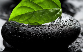 Камень и листок