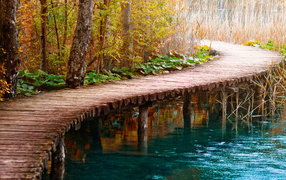 Мост в камышах