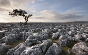 Дерево среди камней